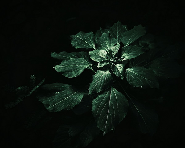 Leaves - Photography Series By Indian Photographer NS Hrishikesh