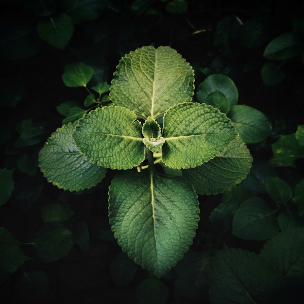 Leaves - Photography Series By Indian Photographer NS Hrishikesh