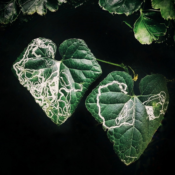 Leaves - Photography Series By Indian Photographer NS Hrishikesh