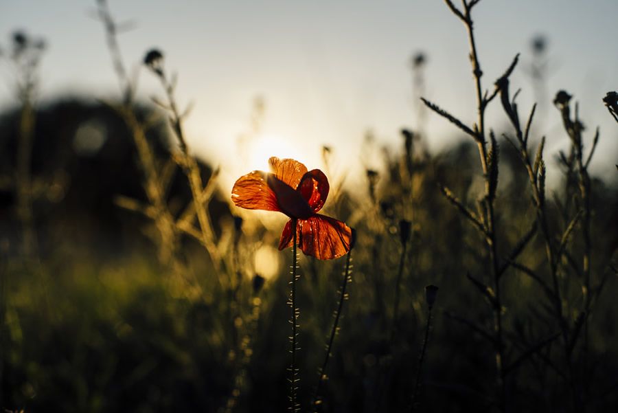 Flower - Best Top Photos on 121 Clicks Flickr Group