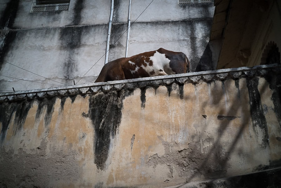 Jodhpur - Best Top Photos on 121 Clicks Flickr Group