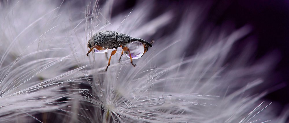 Macro winner: Thierry Dufour