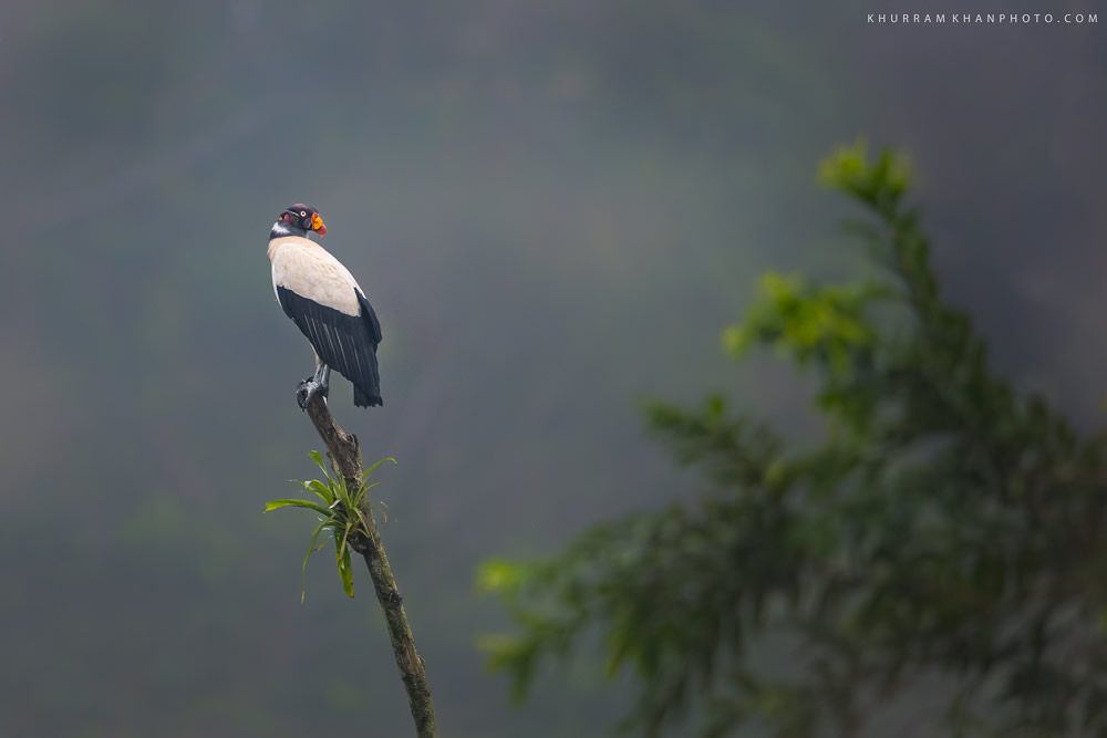 Interview With Nature Photographer Khurram Khan