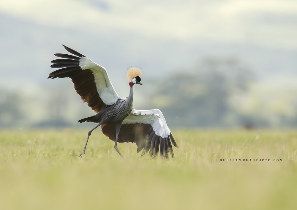 Interview With Nature Photographer Khurram Khan