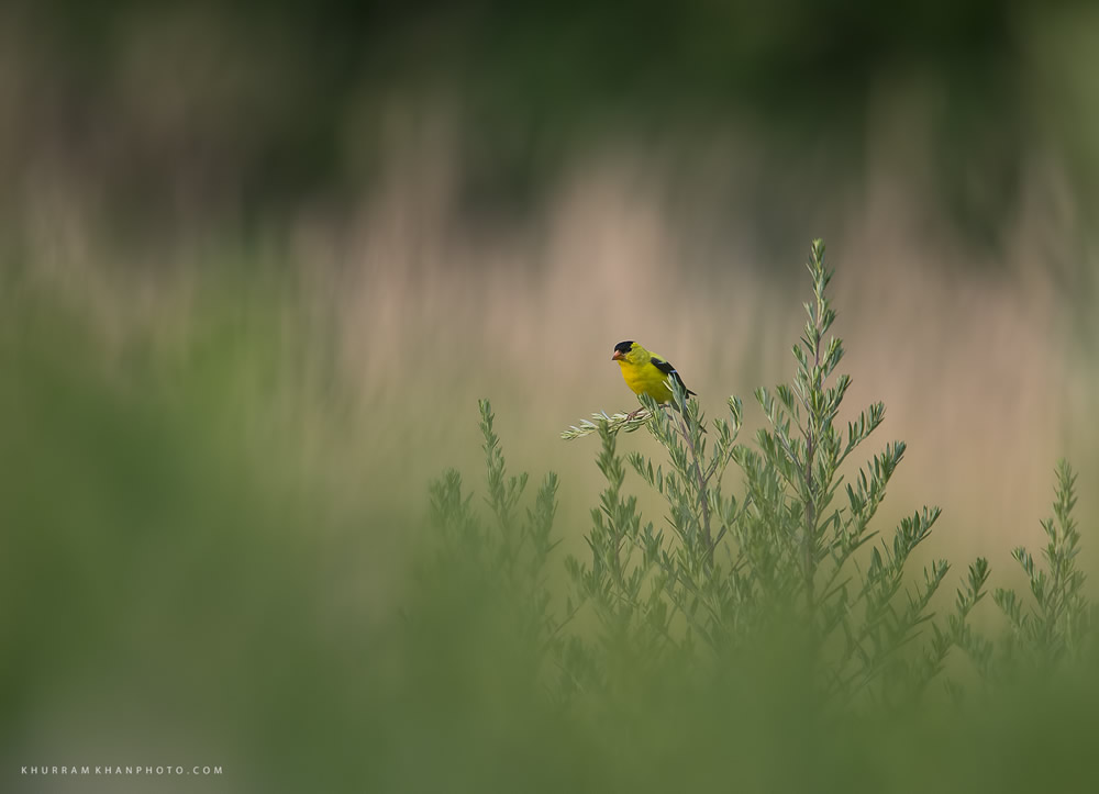 Interview With Nature Photographer Khurram Khan