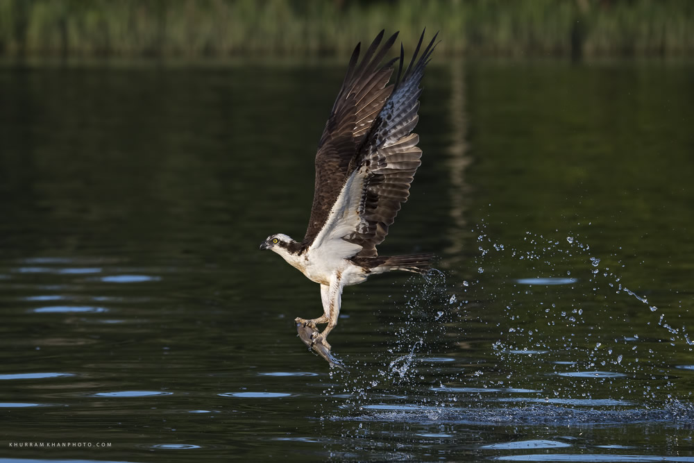 Interview With Nature Photographer Khurram Khan