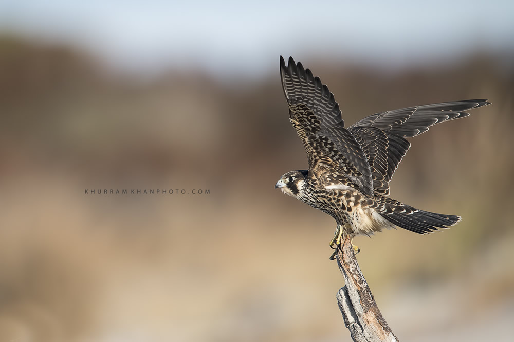 Interview With Nature Photographer Khurram Khan