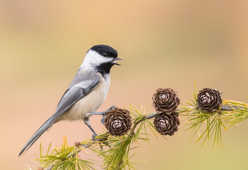 Wildlife Photography By Missy Mandel