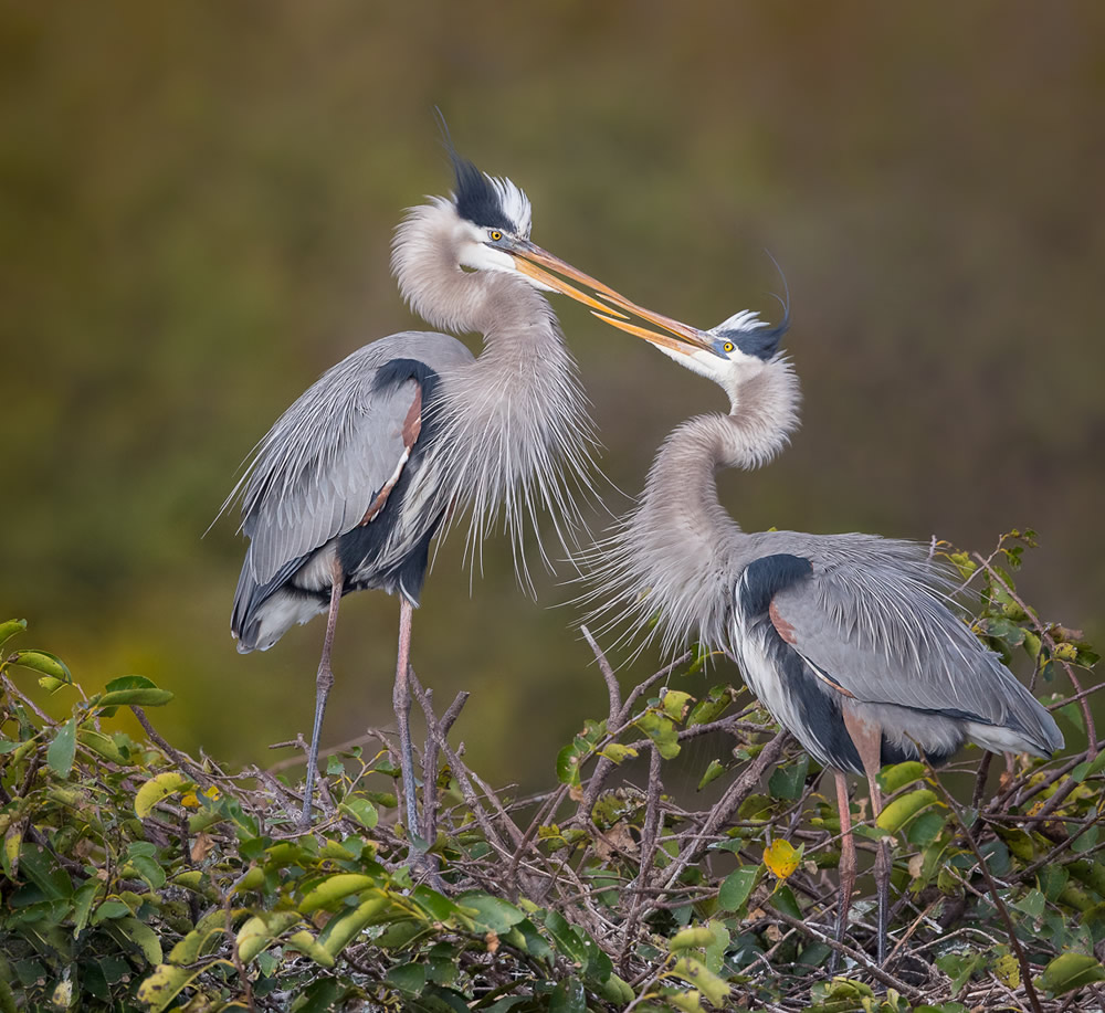 Wildlife Photography By Missy Mandel