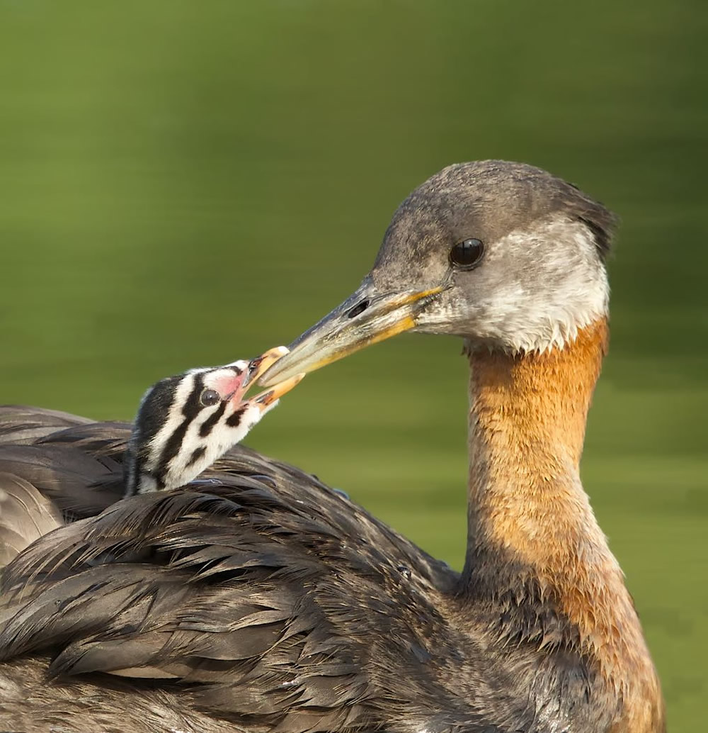 Wildlife Photography By Missy Mandel