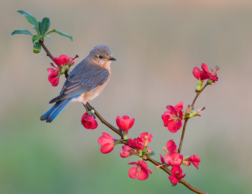 Wildlife Photography By Missy Mandel