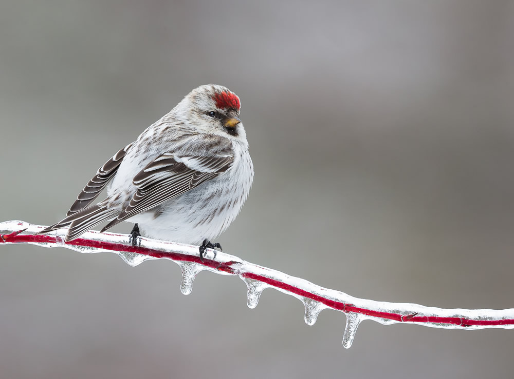 Wildlife Photography By Missy Mandel