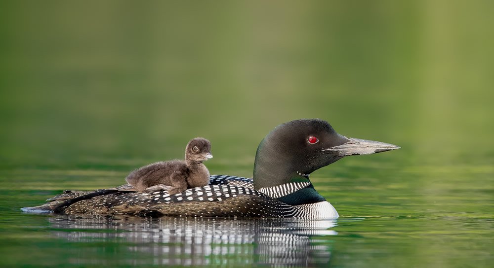 Wildlife Photography By Missy Mandel