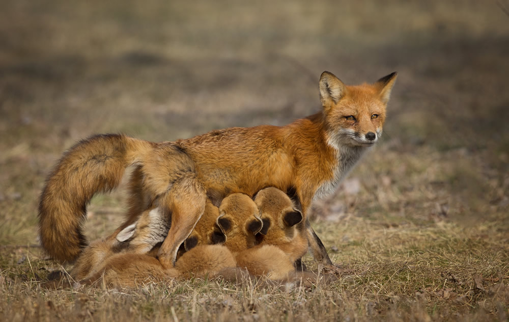 Wildlife Photography By Missy Mandel