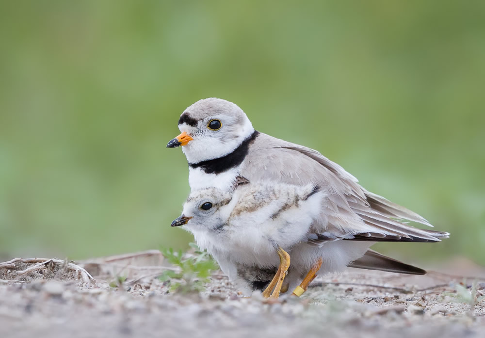 Wildlife Photography By Missy Mandel