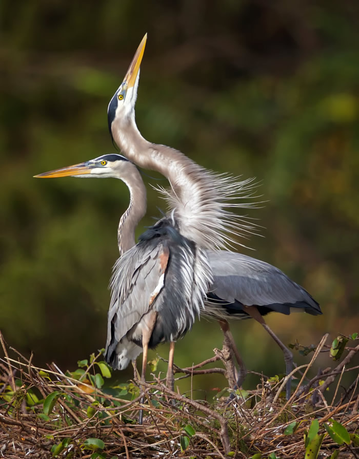 Wildlife Photography By Missy Mandel