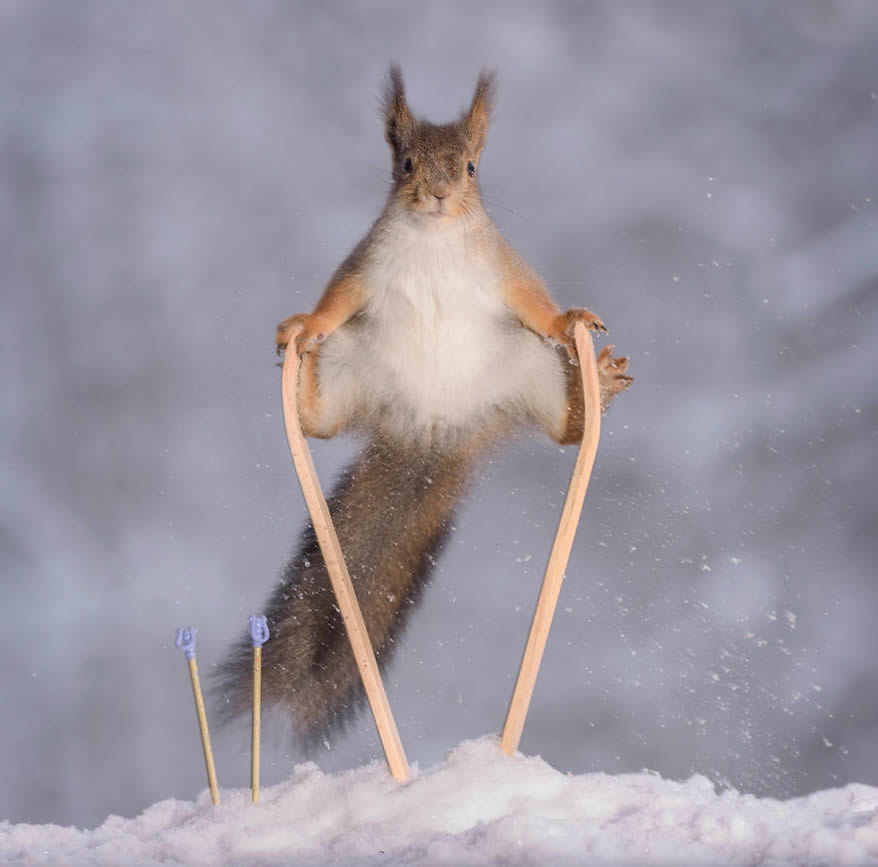 Squirrel Winter Olympics: Most Beautiful Photo Series By Geert Weggen