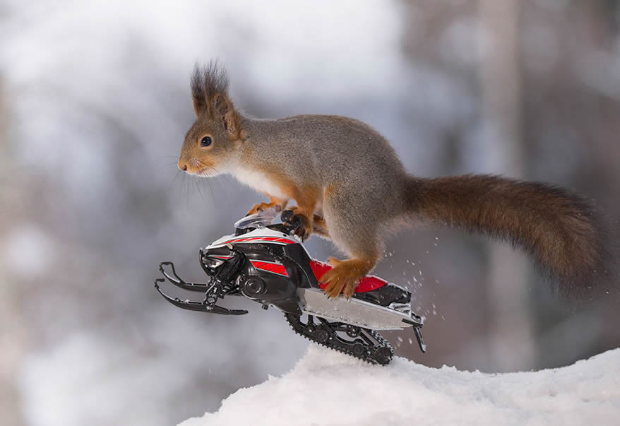 Squirrel Winter Olympics: Most Beautiful Photo Series By Geert Weggen