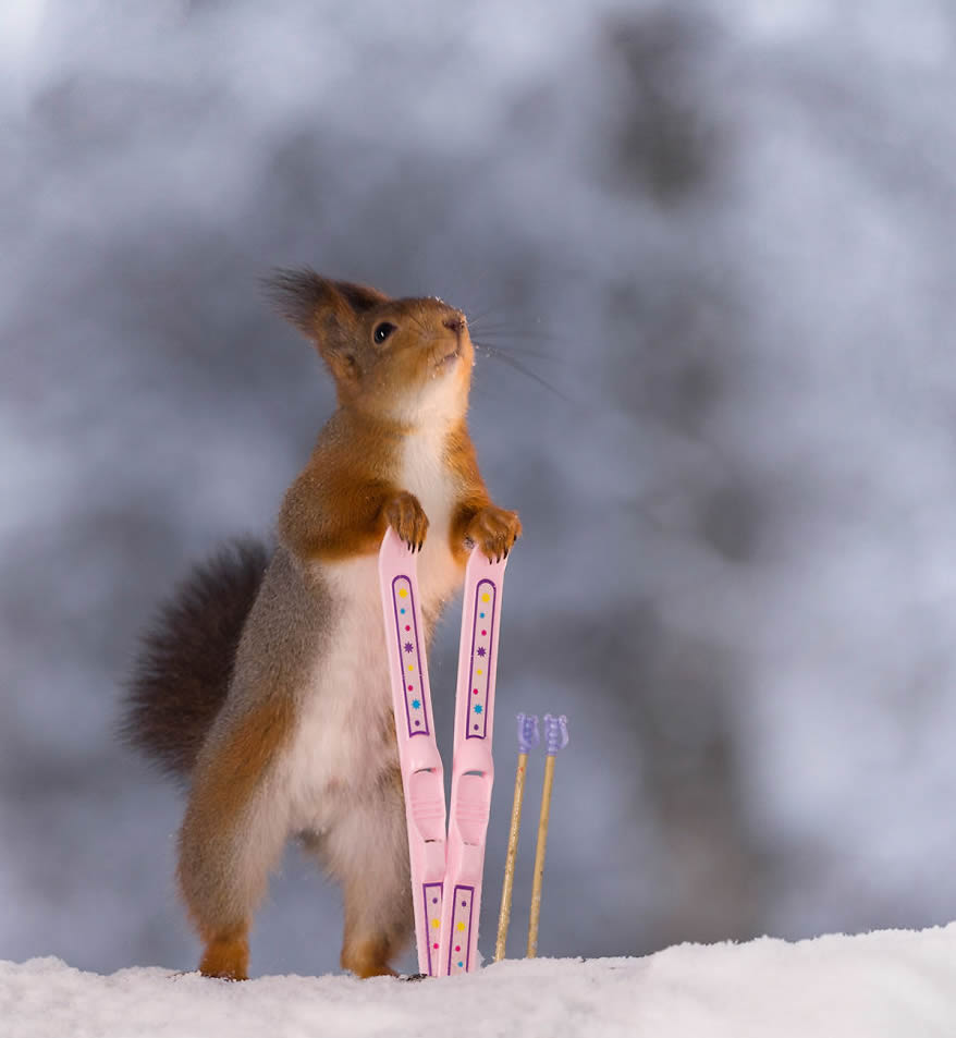 Squirrel Winter Olympics: Most Beautiful Photo Series By Geert Weggen