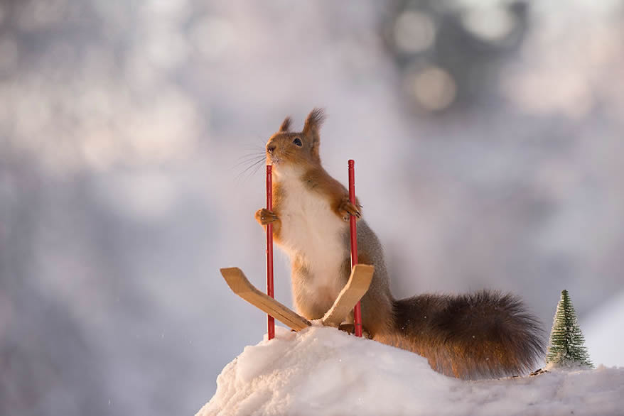 Squirrel Winter Olympics: Most Beautiful Photo Series By Geert Weggen