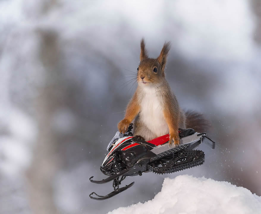 Squirrel Winter Olympics: Most Beautiful Photo Series By Geert Weggen