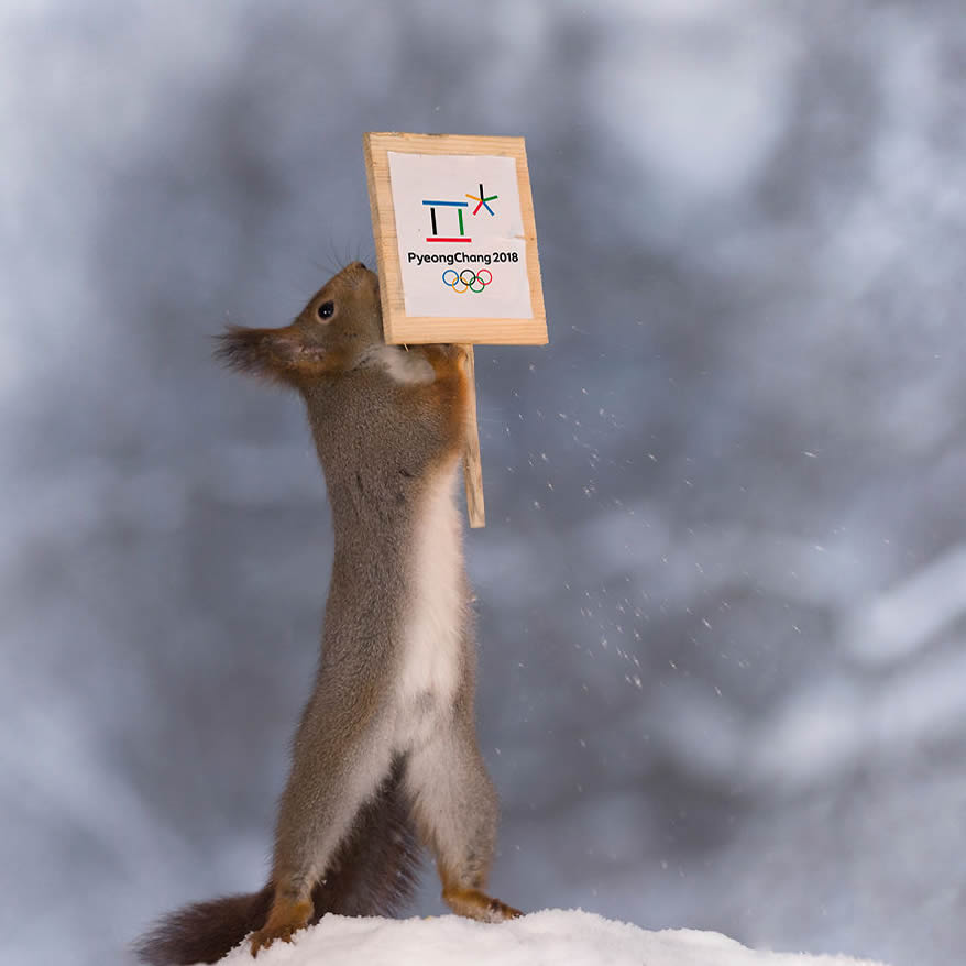 Squirrel Winter Olympics: Most Beautiful Photo Series By Geert Weggen