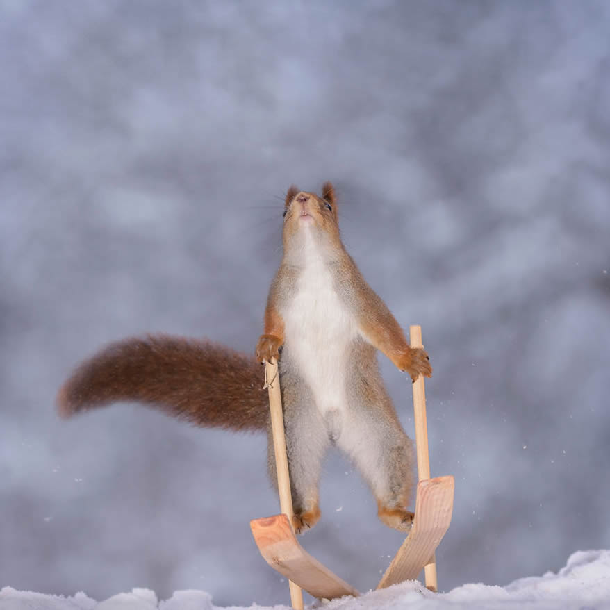 Squirrel Winter Olympics: Most Beautiful Photo Series By Geert Weggen