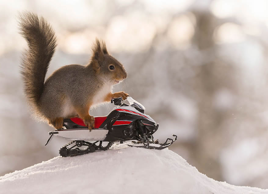 Squirrel Winter Olympics: Most Beautiful Photo Series By Geert Weggen