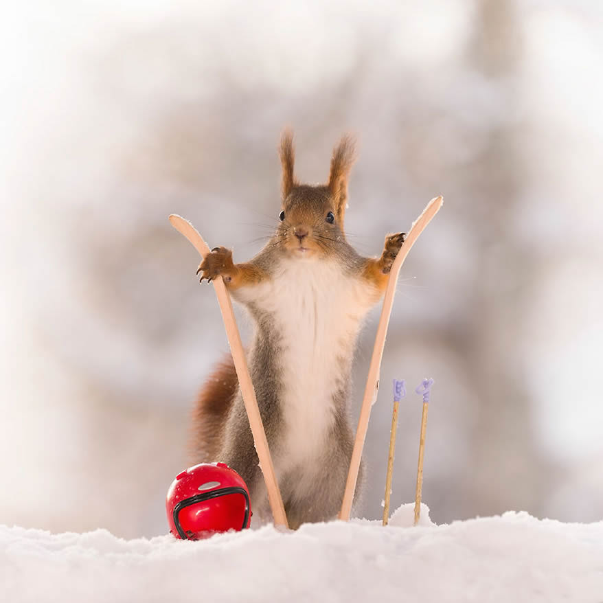 Squirrel Winter Olympics: Most Beautiful Photo Series By Geert Weggen