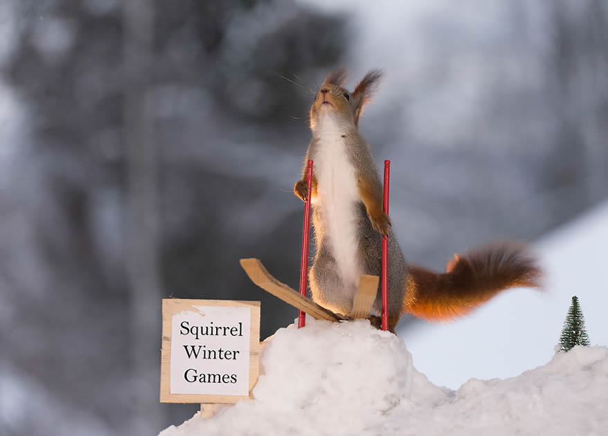 Squirrel Winter Olympics: Most Beautiful Photo Series By Geert Weggen