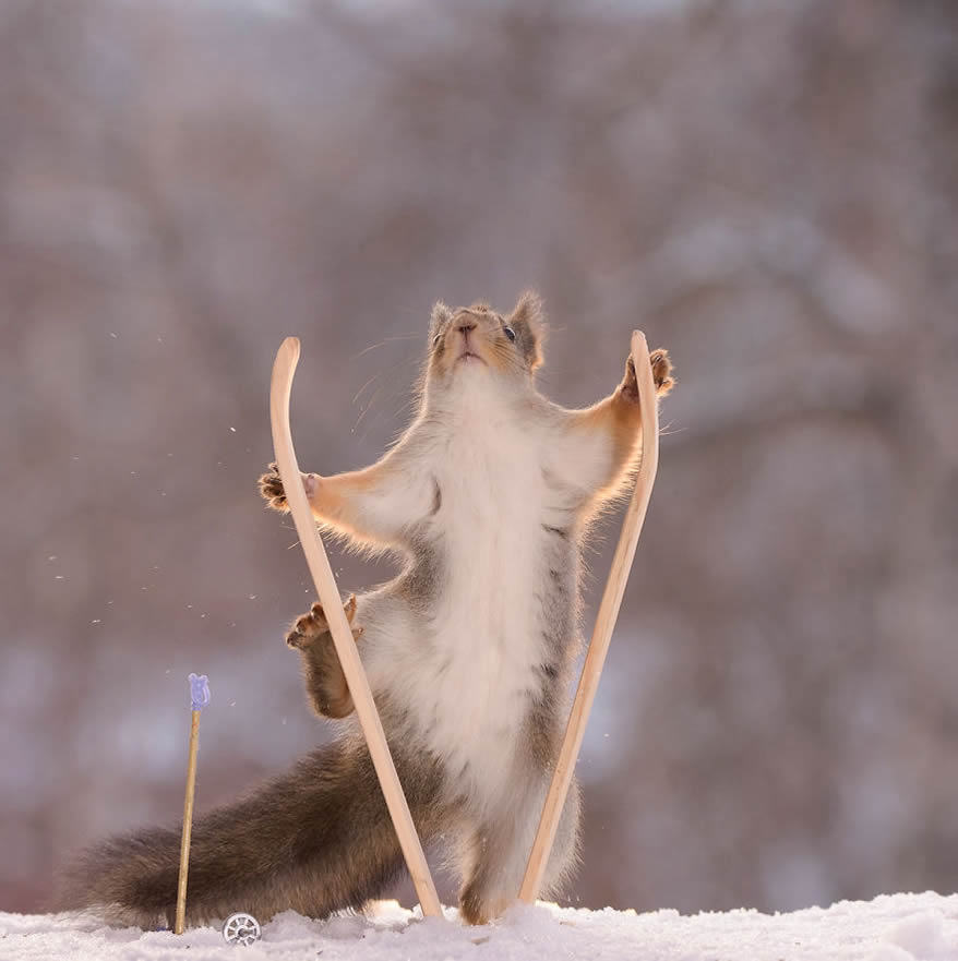 Squirrel Winter Olympics: Most Beautiful Photo Series By Geert Weggen