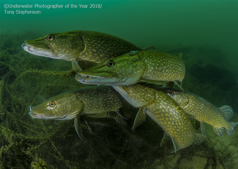 Most Promising British Underwater Photographer 'How many pike?' - Tony Stephenson