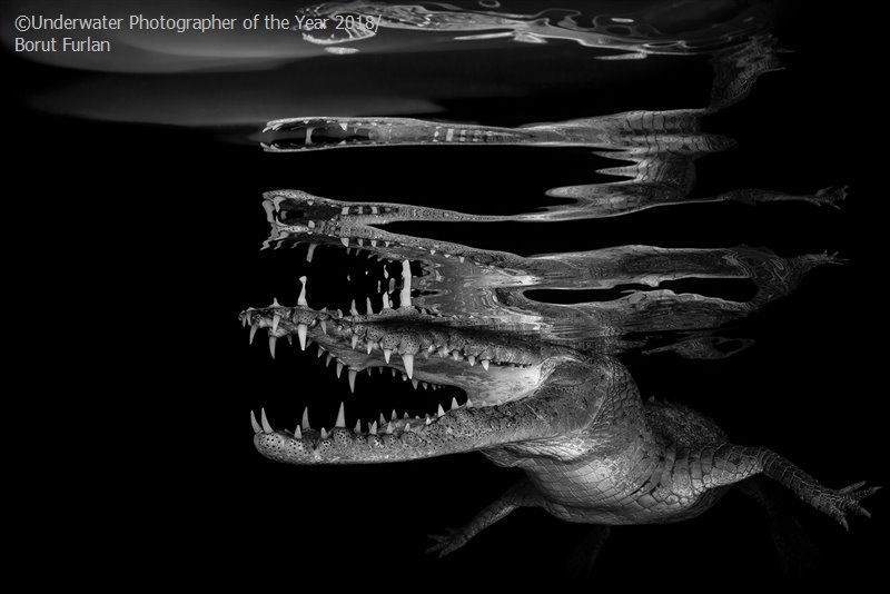 Black & White - Winner 'Crocodile reflections' - Borut Furlan