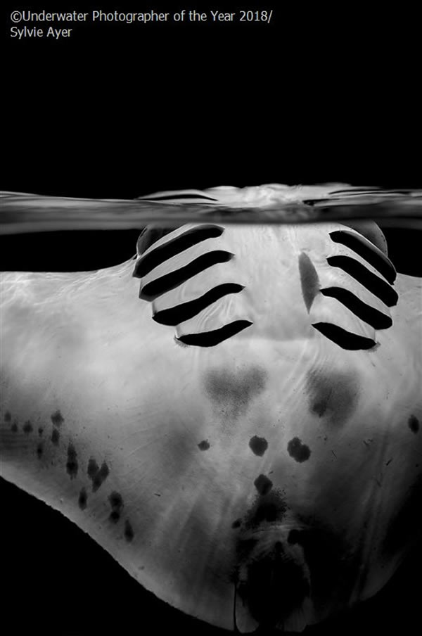 Black & White - Runner Up 'Graceful manta' - Sylvie Ayer