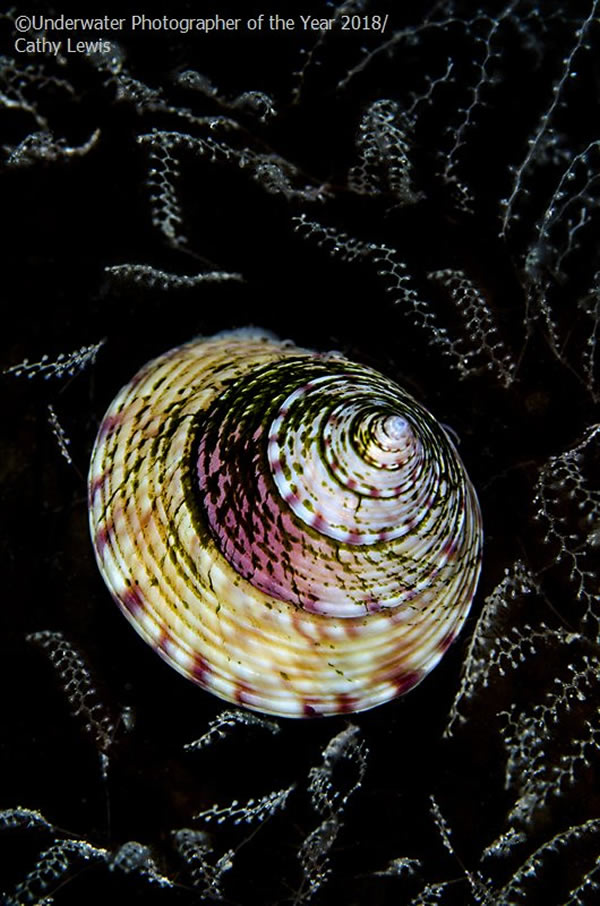 British Waters Macro - Runner Up 'Topshell tapestry' - Cathy Lewis