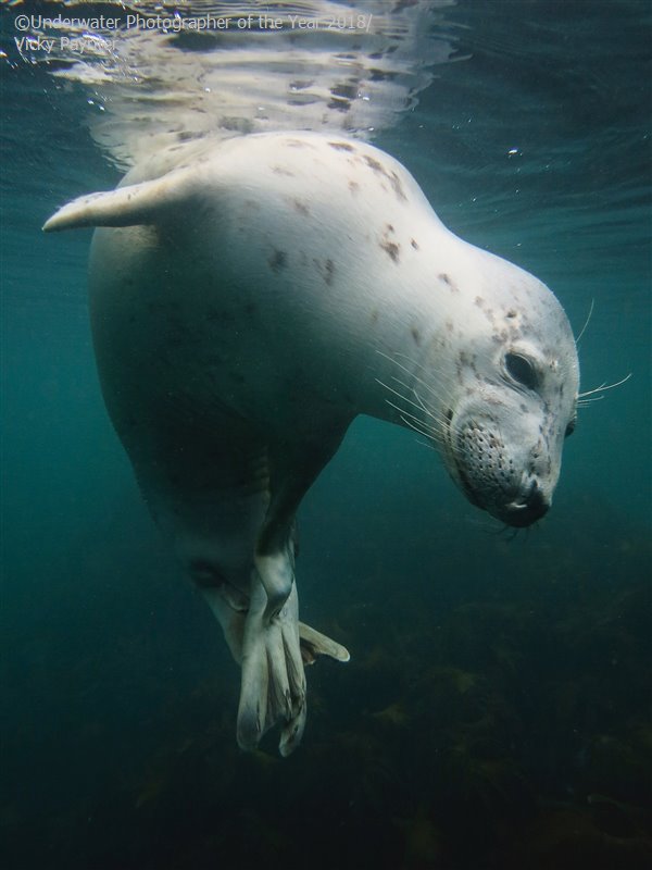 British Waters Compact - Winner 'Scratchy Seal' - Vicky Paynter