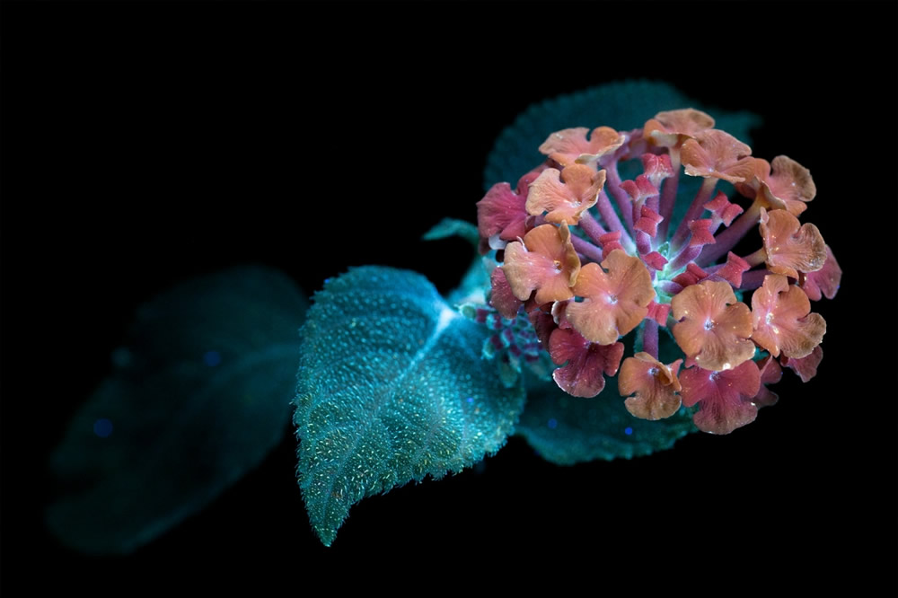 Photographer Craig P. Burrows Captures Intensely Beautiful Flowers Under Ultraviolet Lights