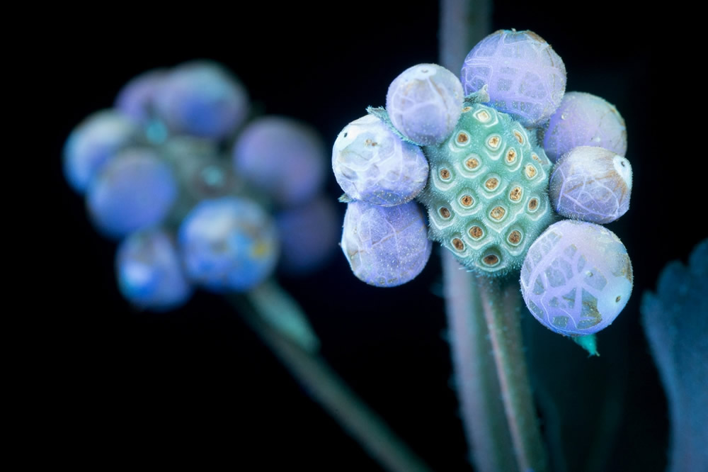 Photographer Craig P. Burrows Captures Intensely Beautiful Flowers Under Ultraviolet Lights