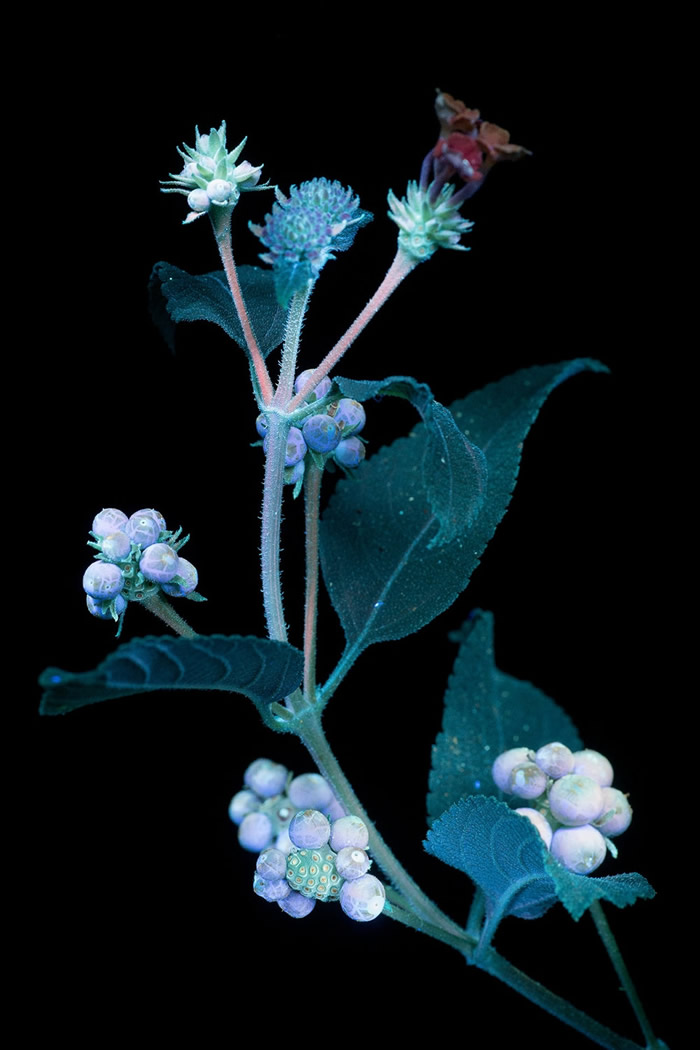 Photographer Craig P. Burrows Captures Intensely Beautiful Flowers Under Ultraviolet Lights