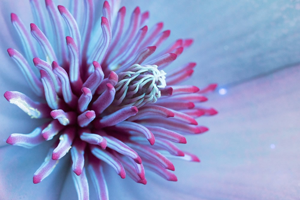 Photographer Craig P. Burrows Captures Intensely Beautiful Flowers Under Ultraviolet Lights