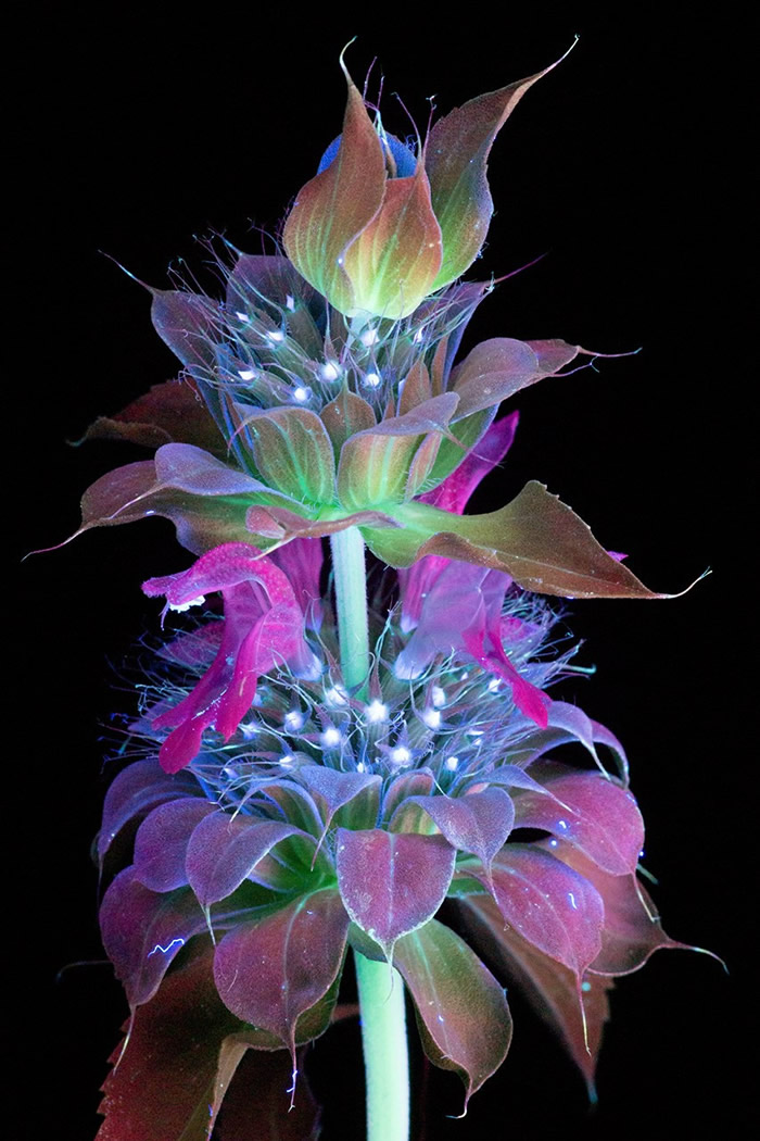 Photographer Craig P. Burrows Captures Intensely Beautiful Flowers Under Ultraviolet Lights