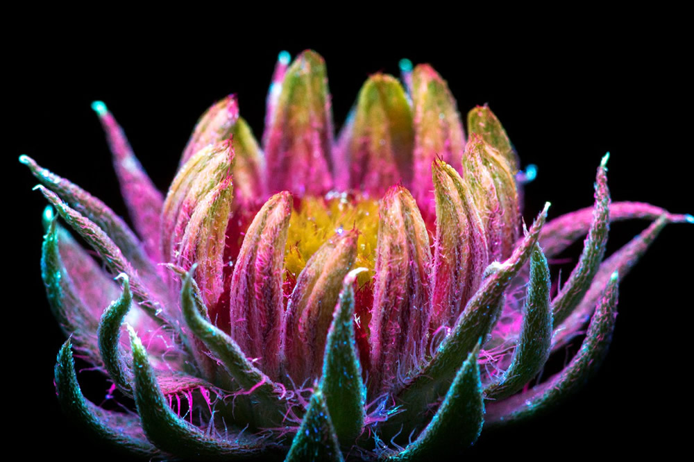 Photographer Craig P. Burrows Captures Intensely Beautiful Flowers Under Ultraviolet Lights