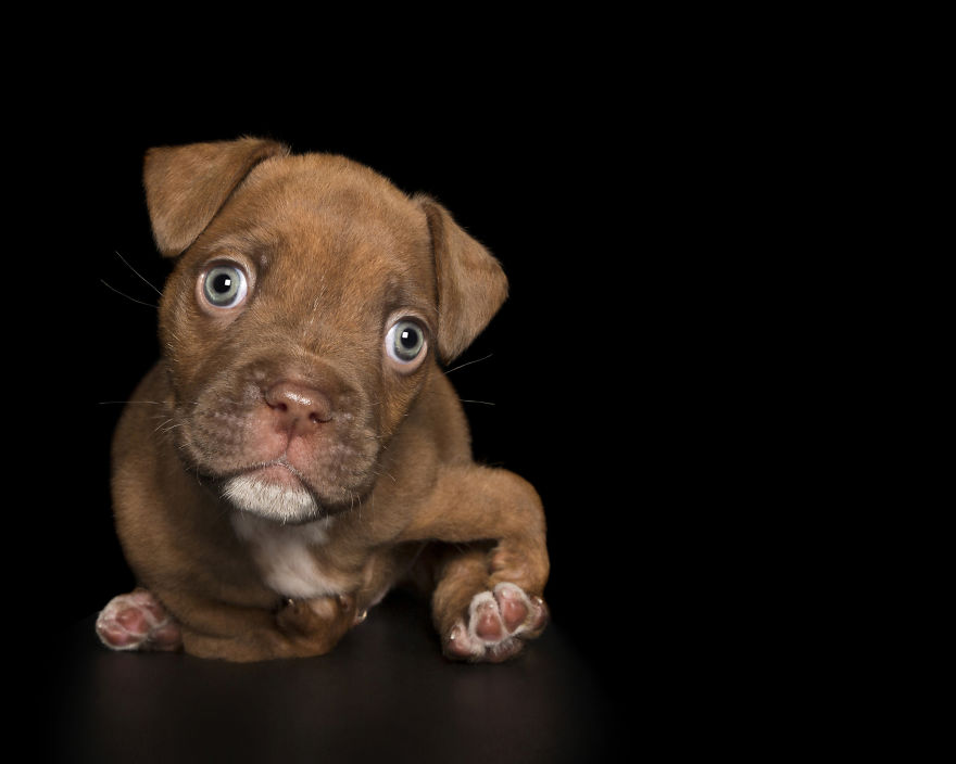 Puppy Jakk Who Was Born With Malformed Front Legs