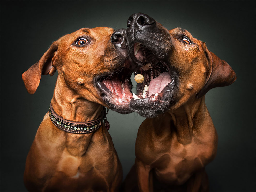 Photographer Christian Vieler Amazingly Captured The Portraits Of Dogs Catching Treats in Mid-Air