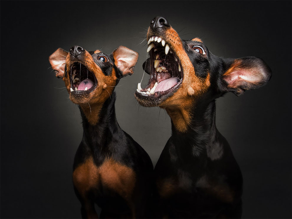 Photographer Christian Vieler Amazingly Captured The Portraits Of Dogs Catching Treats in Mid-Air