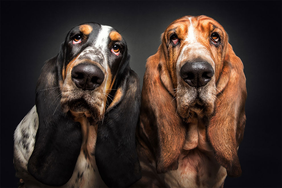 Photographer Christian Vieler Amazingly Captured The Portraits Of Dogs Catching Treats in Mid-Air