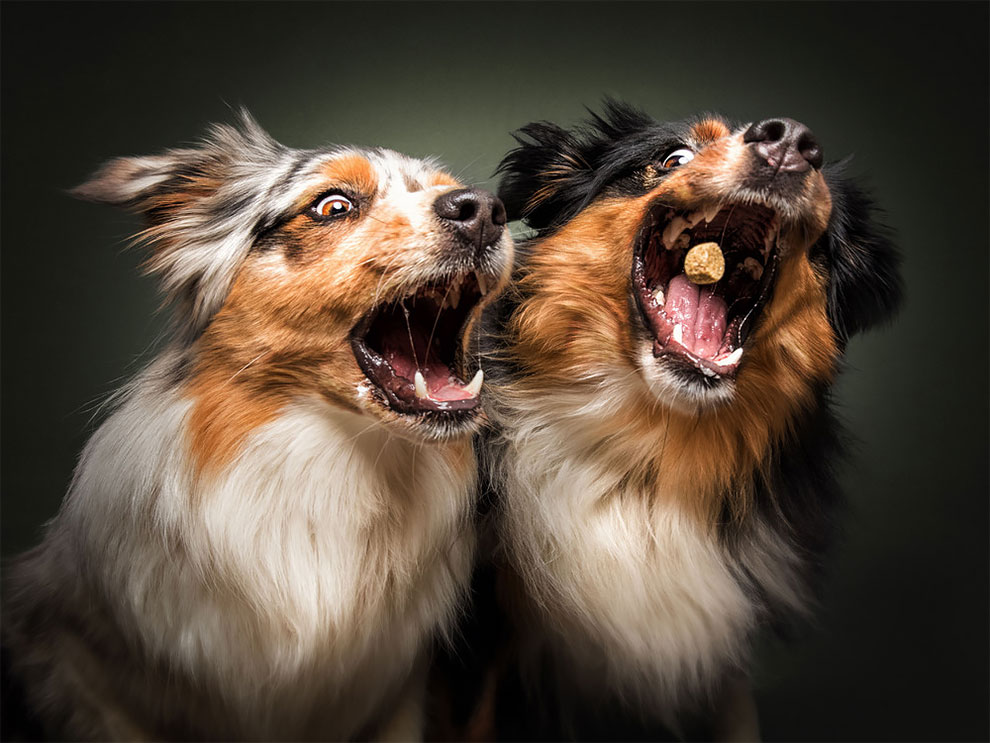 Photographer Christian Vieler Amazingly Captured The Portraits Of Dogs Catching Treats in Mid-Air