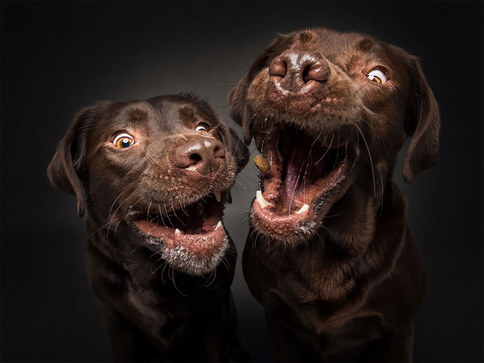 Photographer Christian Vieler Amazingly Captured The Portraits Of Dogs Catching Treats in Mid-Air