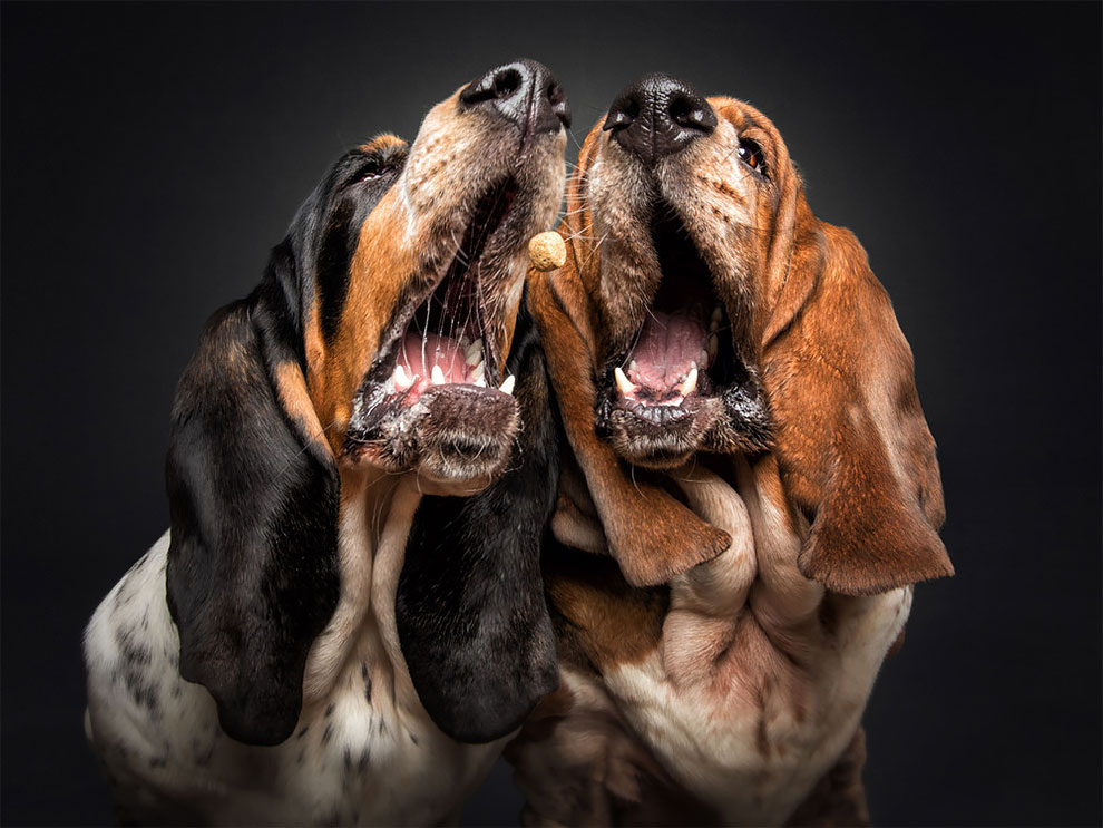 Photographer Christian Vieler Amazingly Captured The Portraits Of Dogs Catching Treats in Mid-Air