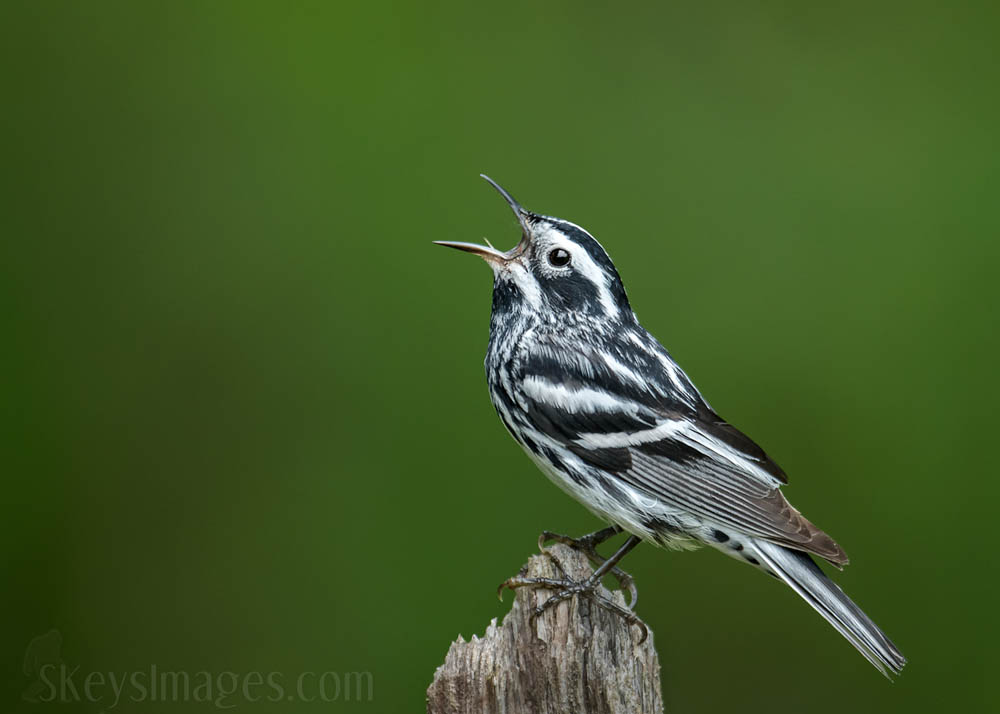 Interview With American Avian Photographer Scott Keys